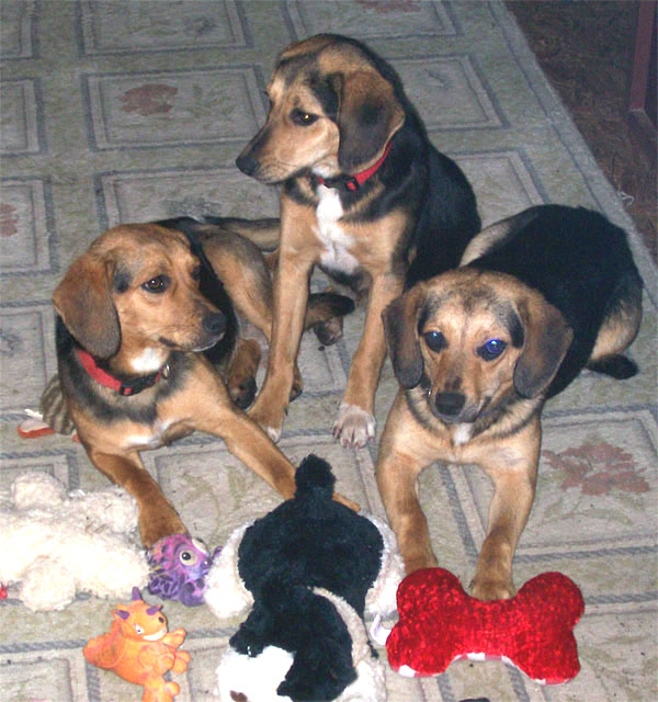 Our canine triplets - Berry, Socks, and Digger