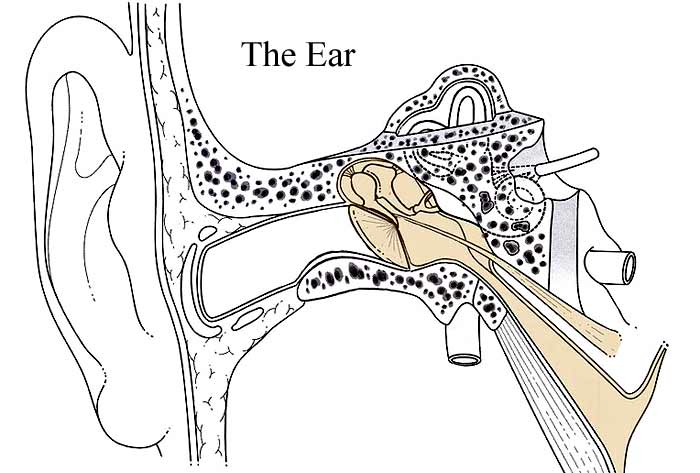 Diagram of the human ear