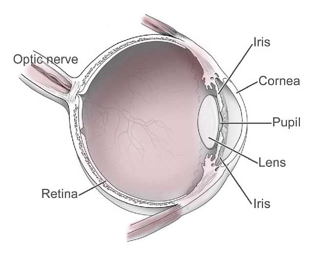 Diagram of the human eye