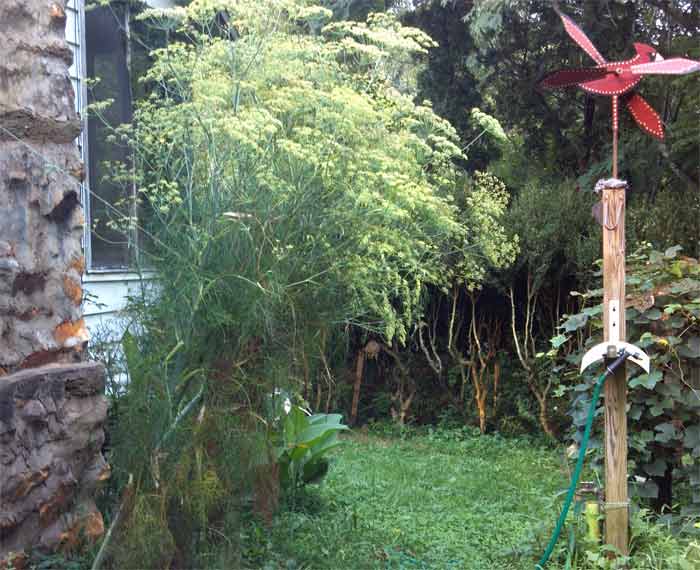 Tall fennel growing on the farm