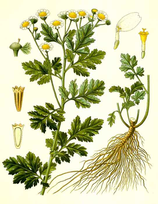 Illustration of feverfew