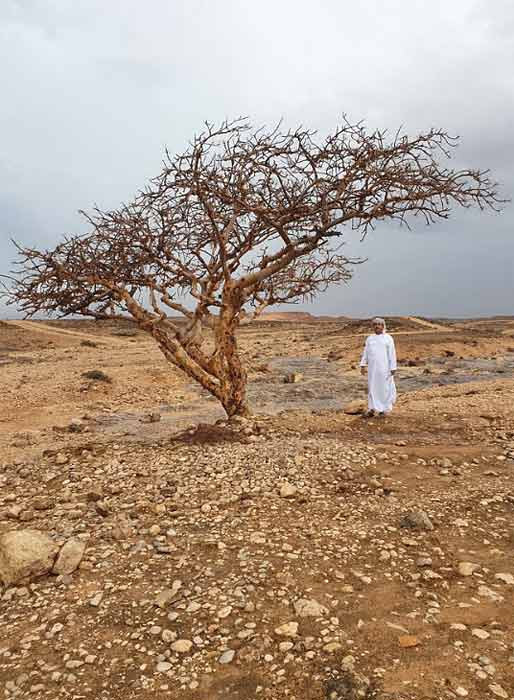 Frankincense tree