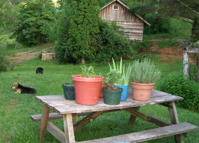 Herbs growing in pots