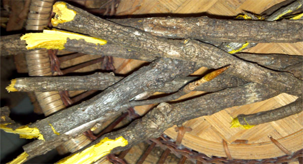large sticks of yellowroot