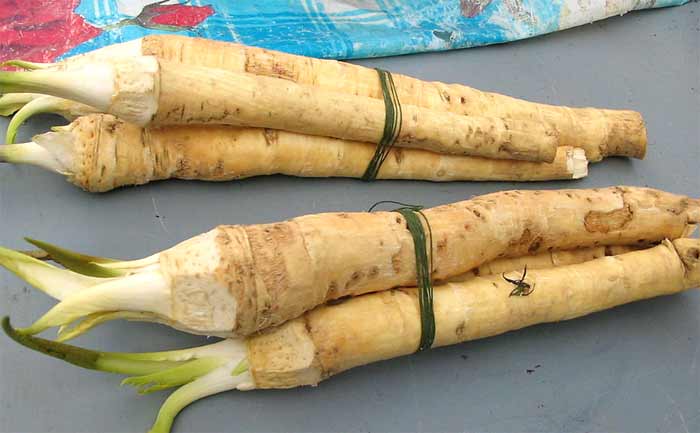 Horseradish roots in bundles