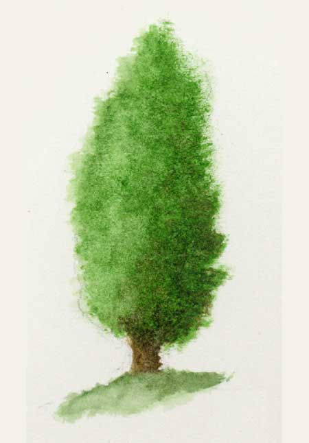 Juniper tree illustration