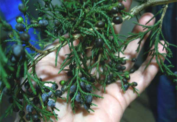 Juniper berries on a limb