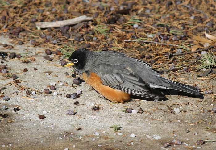 Robin eating juniper berries