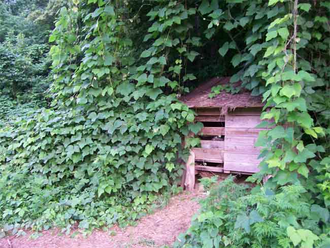 Kudzu growing over a shed