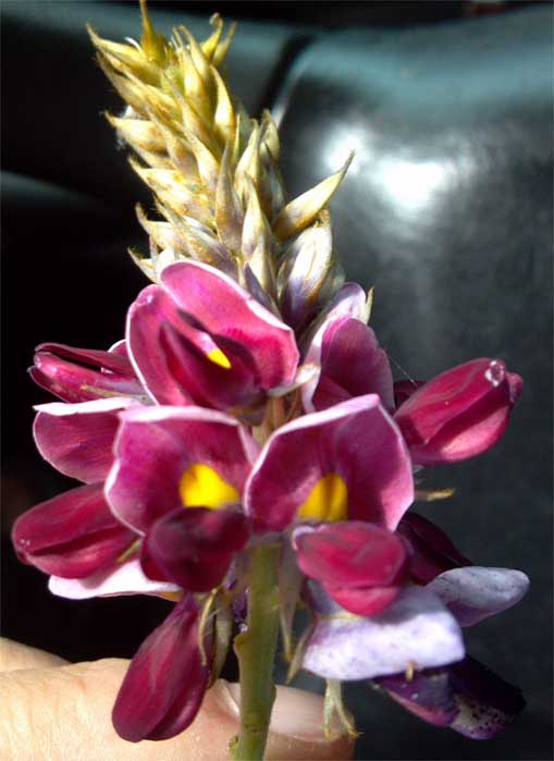 kudzu flower