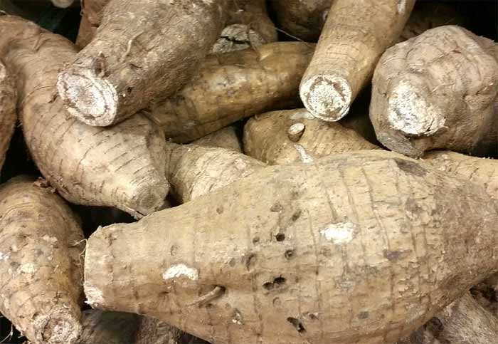 Large kudzu roots