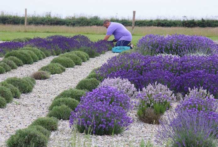 Lavender garden