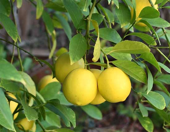 Lemons on tree