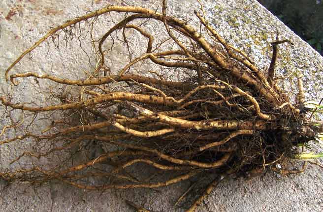 a big clump of fresh marshmallow root