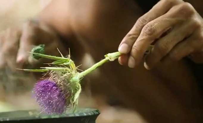 Man prepares fresh thistle for use as a medicine