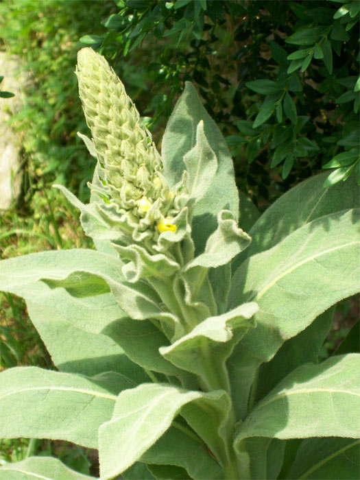 Muillein with a large bud fixing to bloom