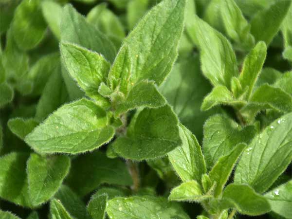 Oregano plants