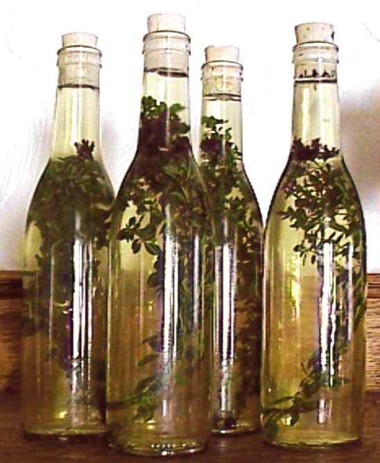oregano infused vinegar