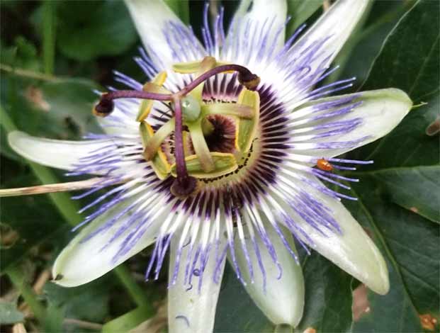 Passion flower with lavender markings