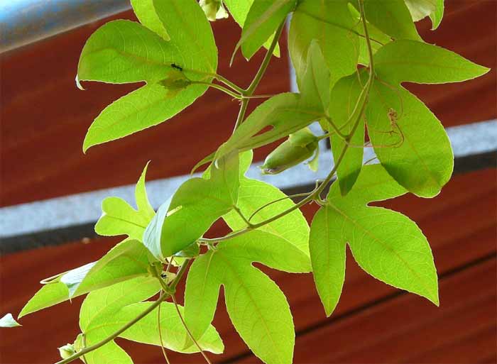 passion flower vine