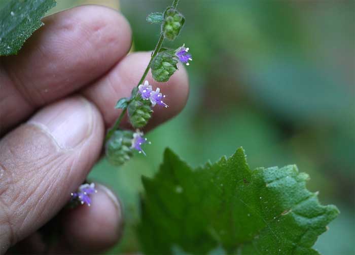 wild patchouli leaf and blossoms