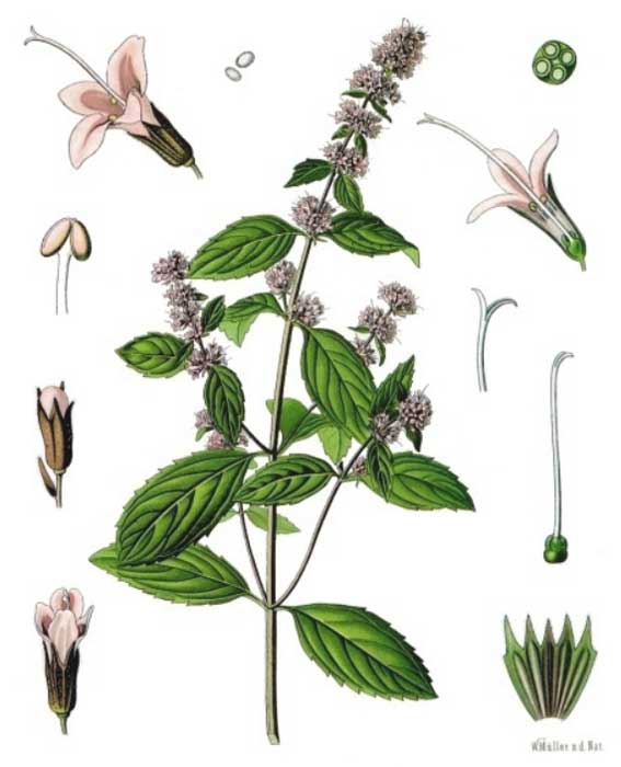 Illustration of the peppermint herb