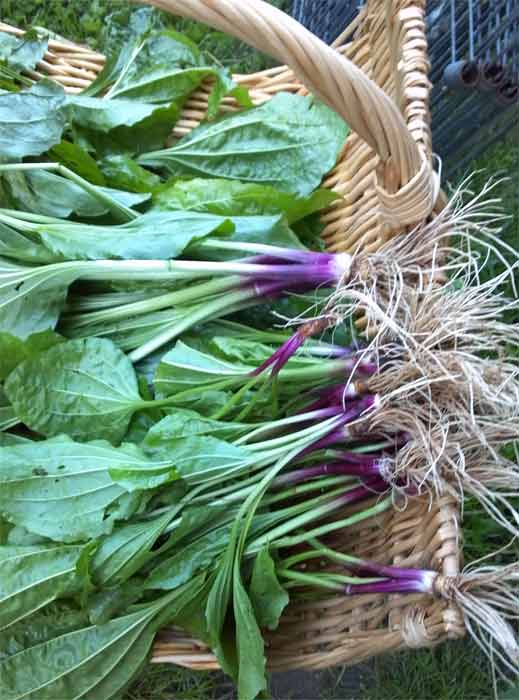 Fresh plantain herb in a basket