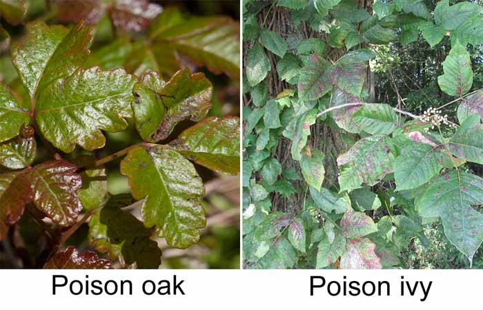 Poison oak and poison ivy