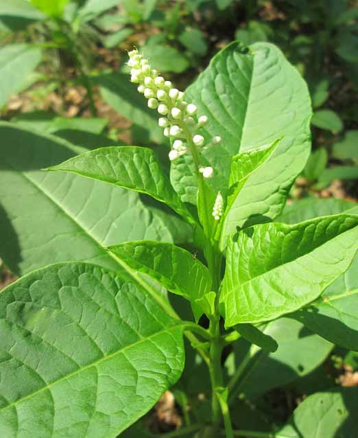 polkweed plant