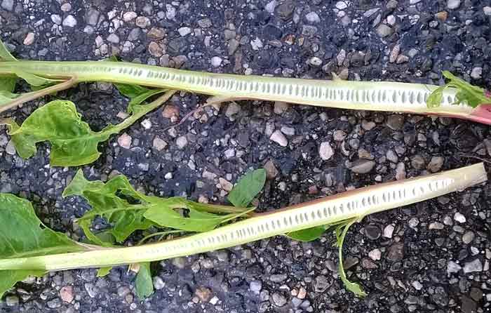 polkweed stems