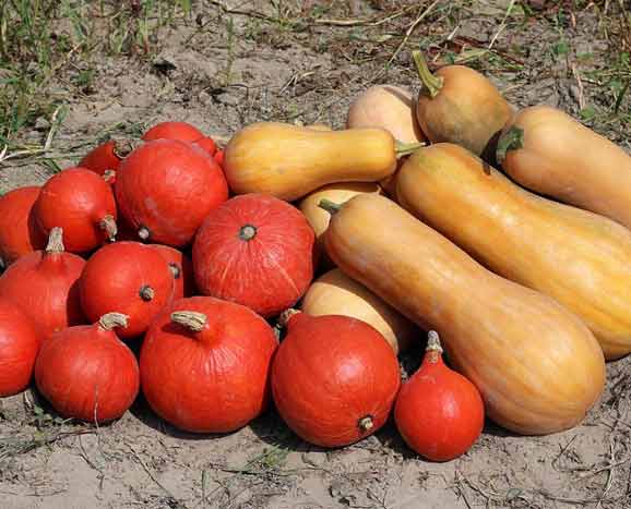 Pumpkin and squash