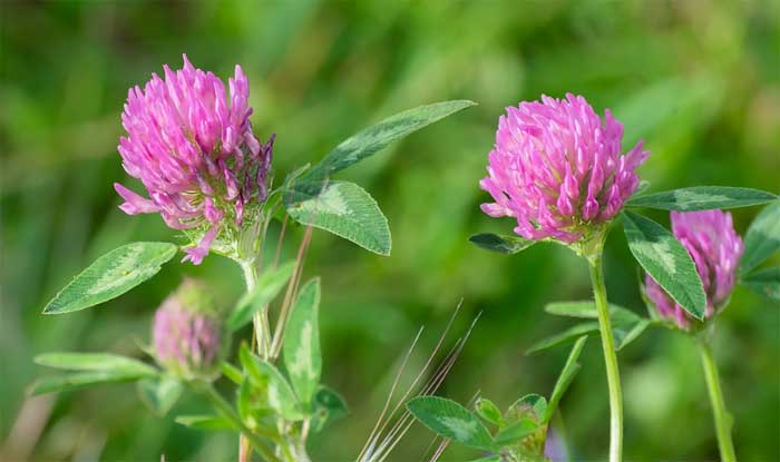 Red clover flowers