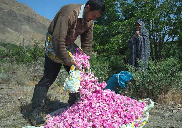 Gathering wild roses