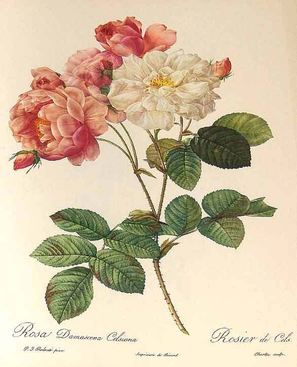 Illustration of a rose