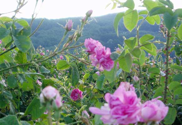 Wild Damascus roses in the mountains