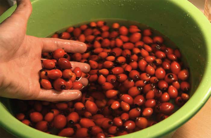 Rose hips in a wash pan