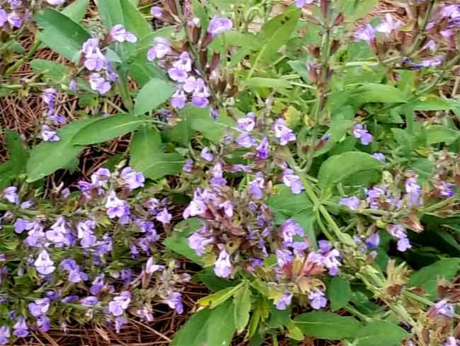 Sage in full bloom