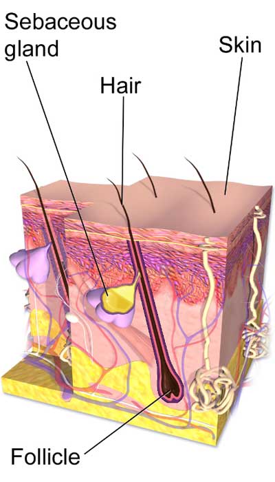 Diagram of the scalp layers with hair follicle