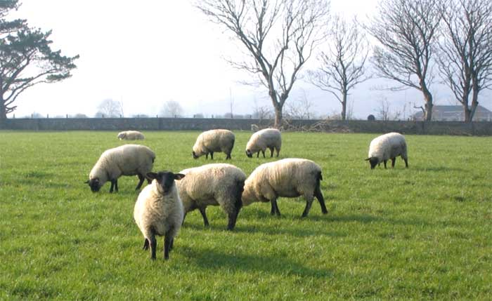 Sheep in a pasture