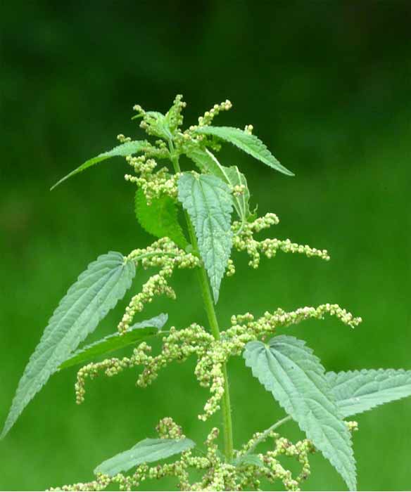 Stinging Nettle: Wild Plant as Food and Natural Remedy