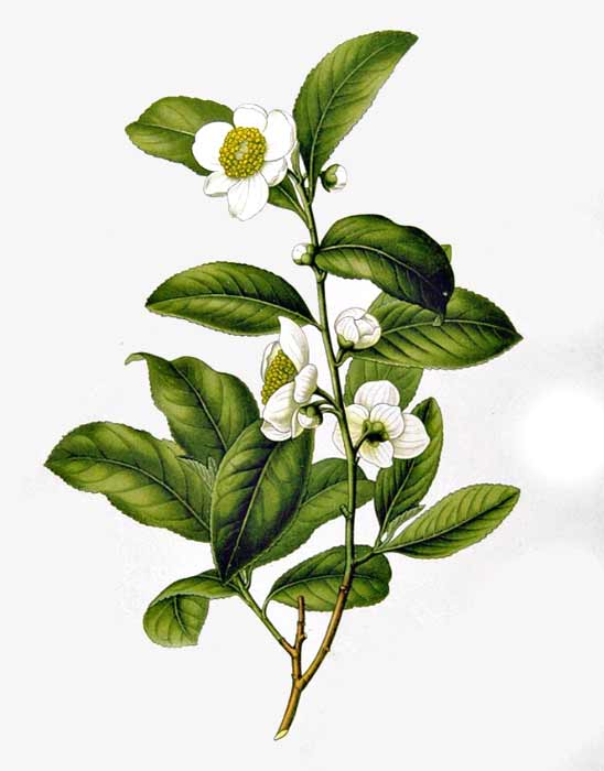 Illustration of a tea plant