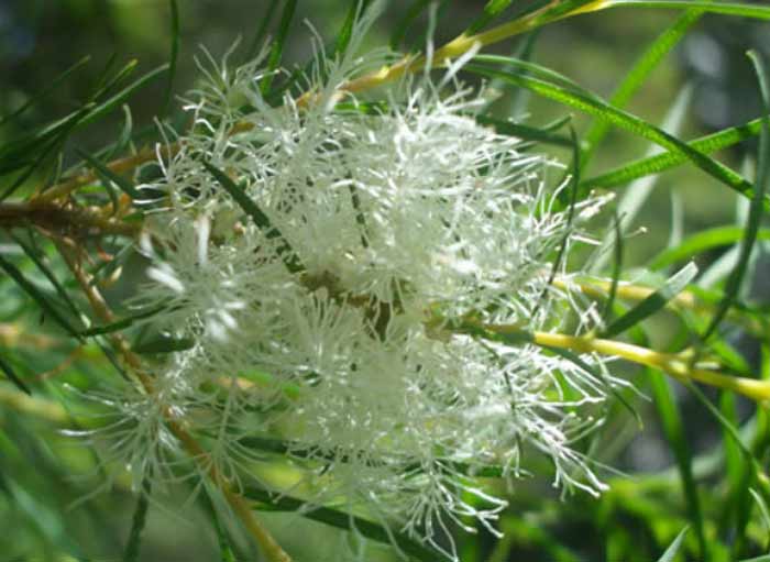 Melaleuca tree blooms