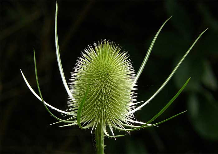 teasel