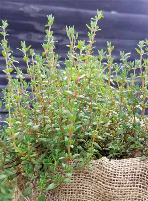 Thyme growing on Payne Mountain Farms