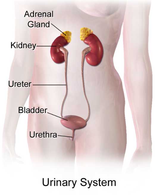 Diagram of the urinary system