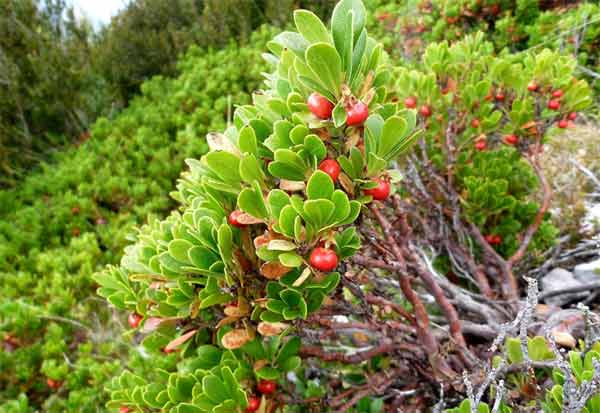 Uva Ursi grows in low growing clumps