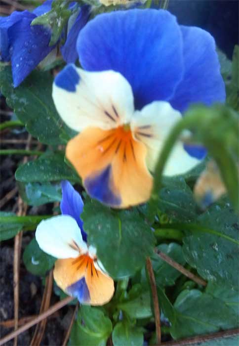 Viola flowers with leaves