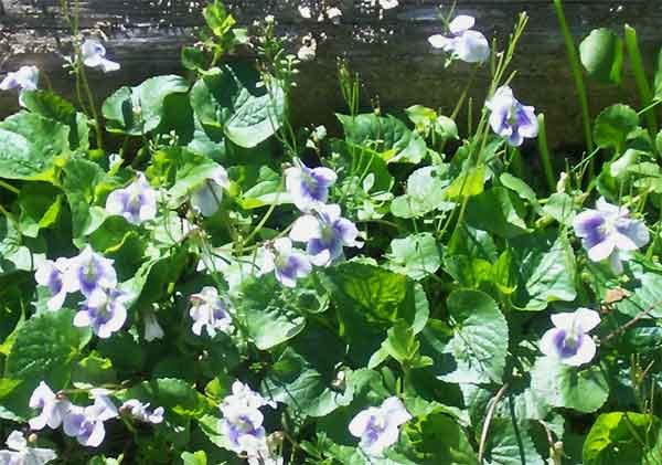 Violas in full bloom