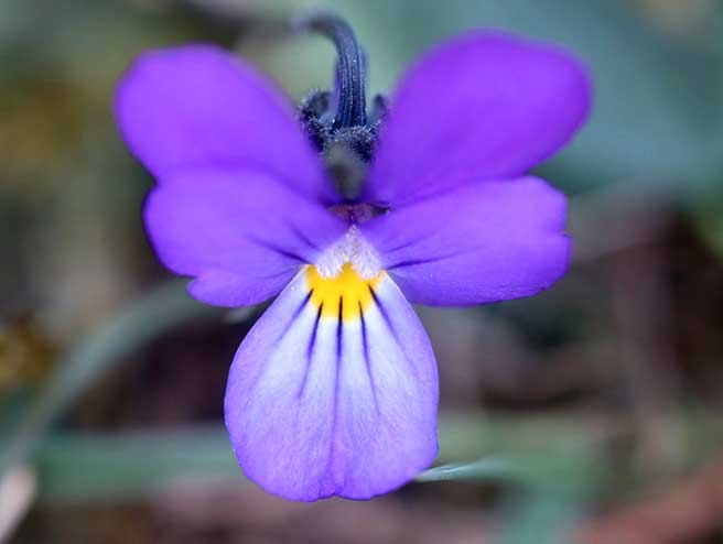 Close up of a viola flower