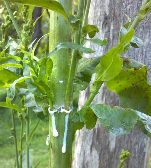 Wild lettuce plant dripping white sap